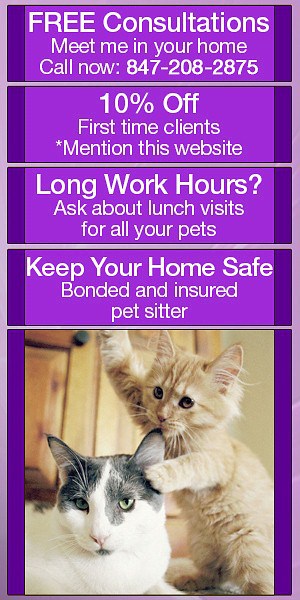 dog walking banner