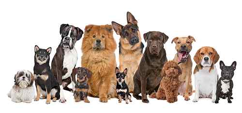 images of dogs