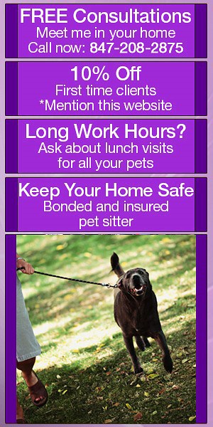 dog walking banner