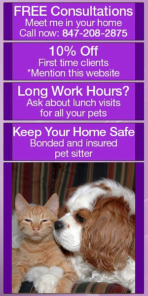 dog walking banner